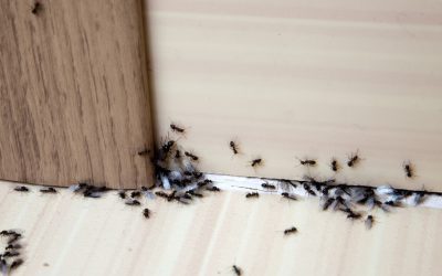 4 Ways to Get Rid of Ants in the House