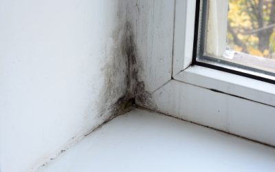 5 Tips to Prevent Mold Growth in Your Home