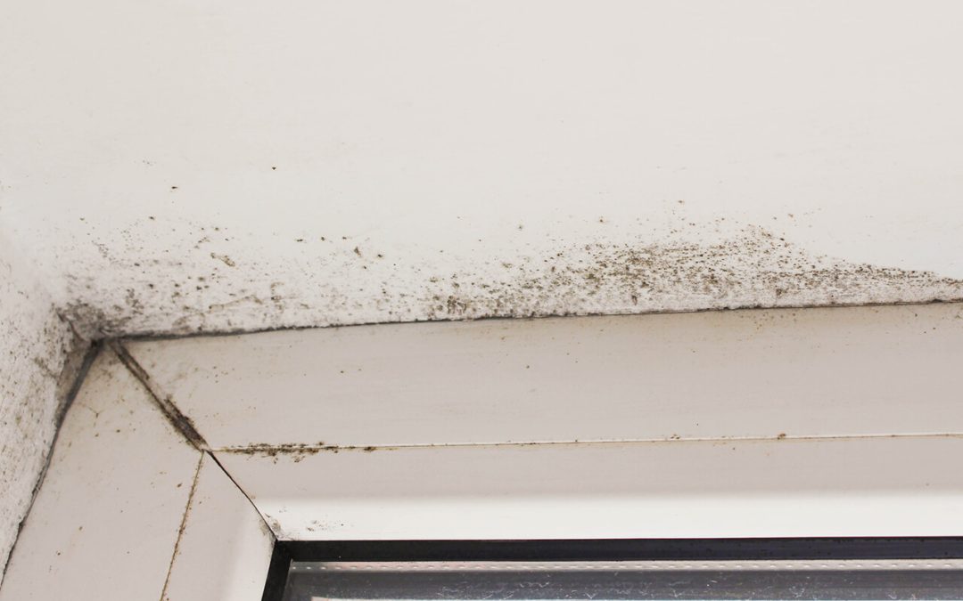 Catching and Preventing Major Causes of Mold in Your Home
